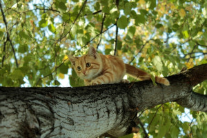 电竞世界排名预测，谁是下一个冉冉升起的新星